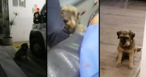 Perrito logra admiración en redes sociales al perseguir a su dueño transportado en ambulancia