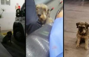 Perrito logra admiración en redes sociales al perseguir a su dueño transportado en ambulancia