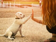 Querer mucho a los perros podría tener una explicación genética
