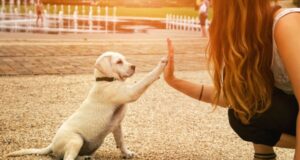 Querer mucho a los perros podría tener una explicación genética