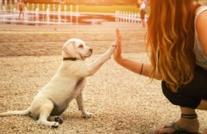 Querer mucho a los perros podría tener una explicación genética