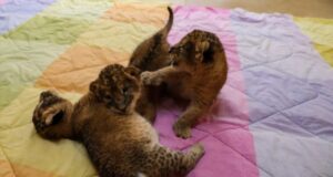 Estos son los tres leones que nacieron en el Parque Ecológico “Zacango” Estos son los tres leones que nacieron en el Parque Ecológico “Zacango”