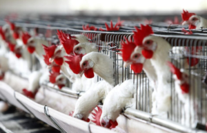 Investigan muerte de 300 aves en la costa del Pacífico por posible brote de gripe aviar