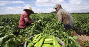 Legisladores del PRI buscan proteger a productores agroalimentarios con medidas contundentes