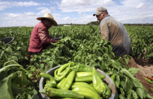 Legisladores del PRI buscan proteger a productores agroalimentarios con medidas contundentes