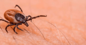 Trágica muerte por rickettsia en Torreón; autoridades implementan cerco sanitario
