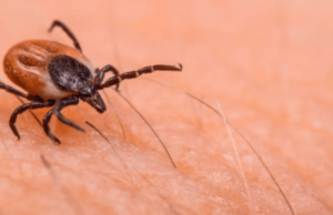 Trágica muerte por rickettsia en Torreón; autoridades implementan cerco sanitario