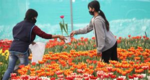 La tradición de los tulipanes en Atlixco para el Día del Amor y la Amistad