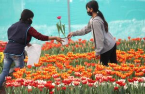 La tradición de los tulipanes en Atlixco para el Día del Amor y la Amistad