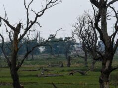 Aumento de calor extremo impacta la agricultura y la música del mundo