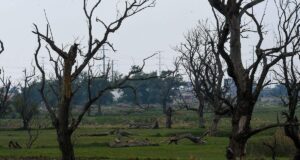 Aumento de calor extremo impacta la agricultura y la música del mundo