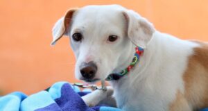 Tlajomulco impulsa campaña permanente para el bienestar de mascotas
