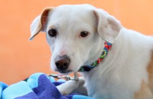 Tlajomulco impulsa campaña permanente para el bienestar de mascotas