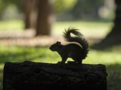 Cierre temporal del Parque Nacional Viveros de Coyoacán por lluvias