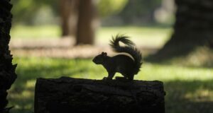 Cierre temporal del Parque Nacional Viveros de Coyoacán por lluvias
