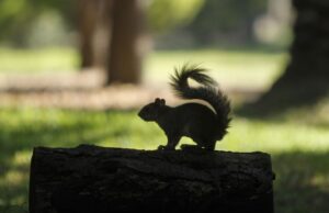 Cierre temporal del Parque Nacional Viveros de Coyoacán por lluvias