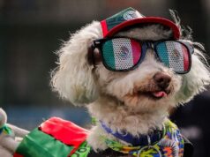 El estrés de los perros durante el Mundial y la celebración de goles