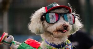 El estrés de los perros durante el Mundial y la celebración de goles