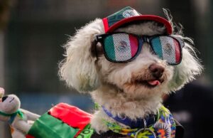 El estrés de los perros durante el Mundial y la celebración de goles