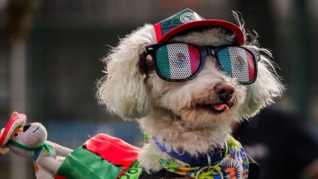estres-perros-mundial-celebracion-goles