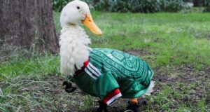 El Pato Merlín y Jorge Campos unen fuerzas en nueva edición especial de Boing