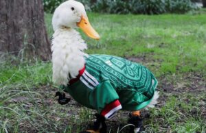 El Pato Merlín y Jorge Campos unen fuerzas en nueva edición especial de Boing
