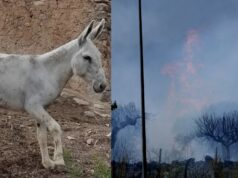 Los burros bomberos, la solución ecológica contra incendios en España