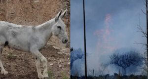 Los burros bomberos, la solución ecológica contra incendios en España