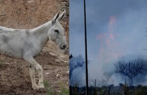 Los burros bomberos, la solución ecológica contra incendios en España